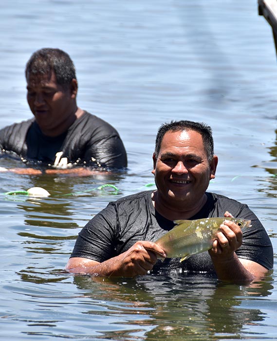 Rare milkfish harvest carried out in Mitiaro