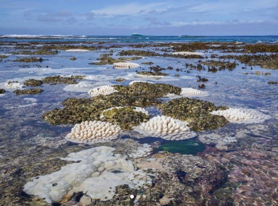 Low tides possible cause of coral bleaching, says ministry