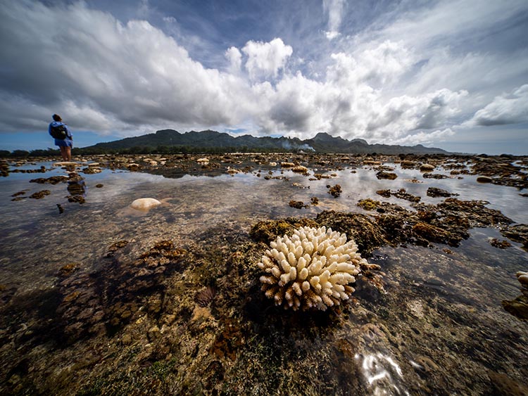 Marine resources ministry investigate coral bleaching