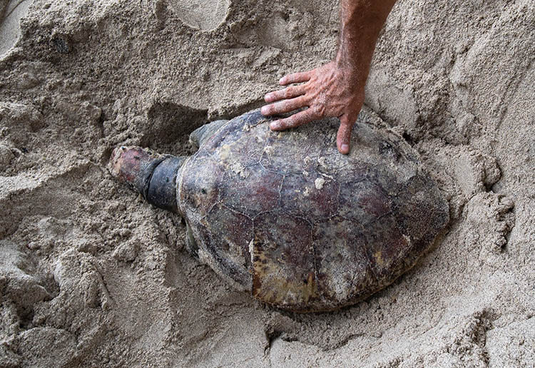 OPINION: Pollution Battle – Plastic 1 Turtles 0