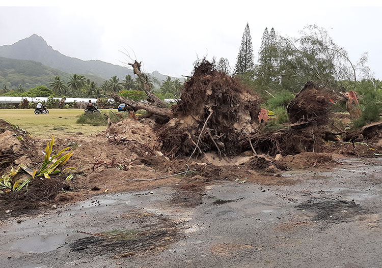 Uprooting and destruction of toa trees