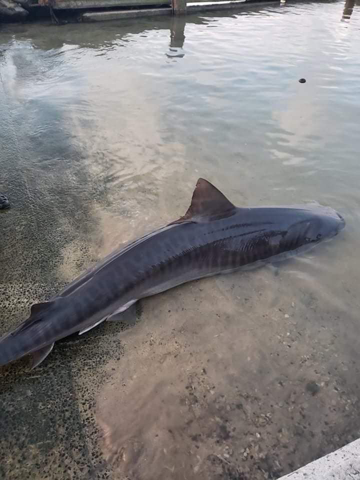 Shark caught and released