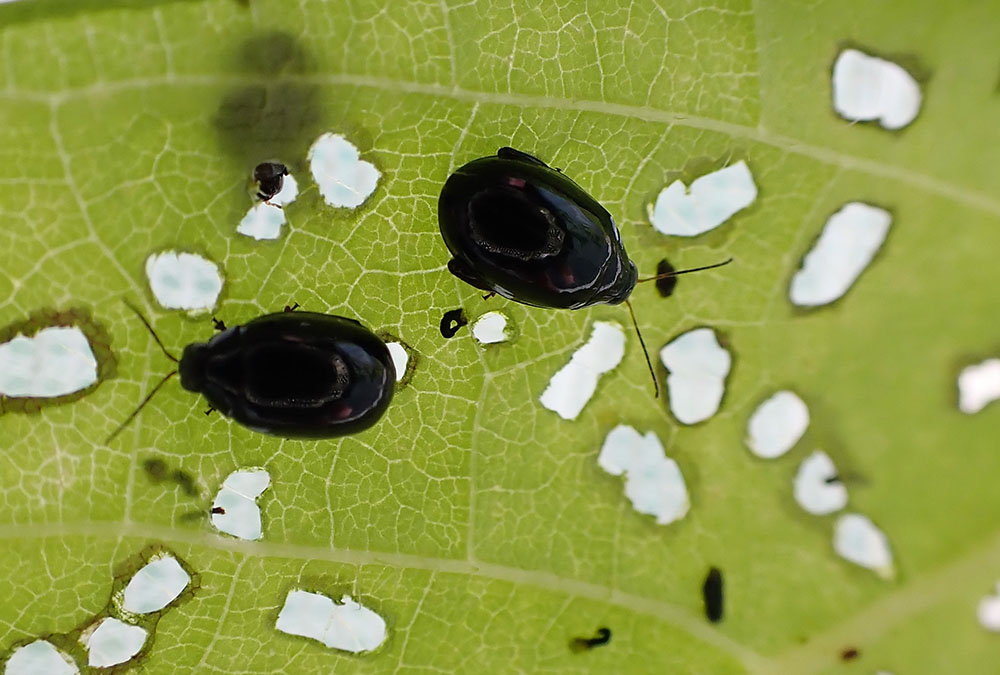 Beetles to bolster battle against invasive tree