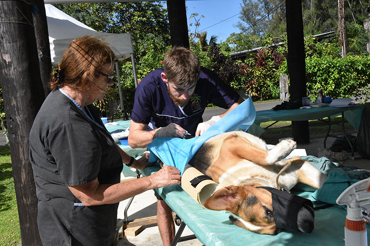 PET TALK: Puna Desexing Clinics – what you need to know