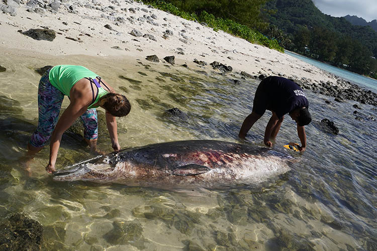 Whale washes up dead on Muri Beach