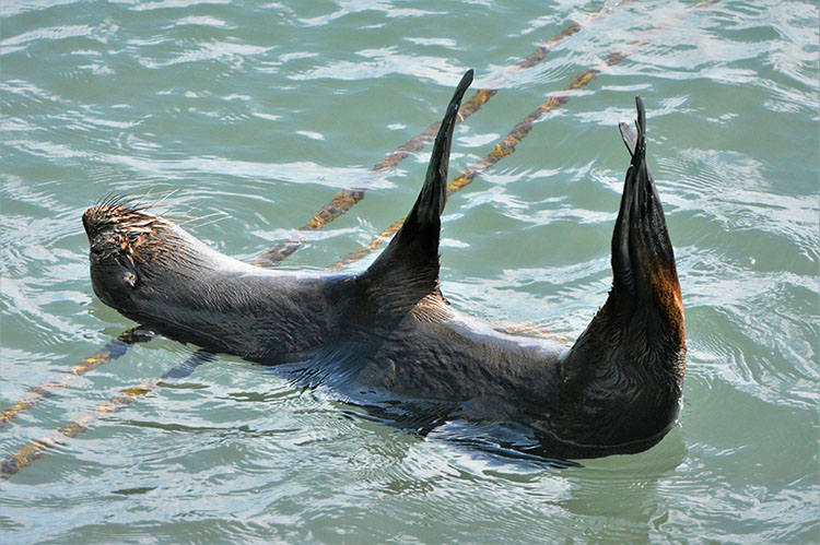 ‘Nosey’ the fur seal sunning at Avarua harbour