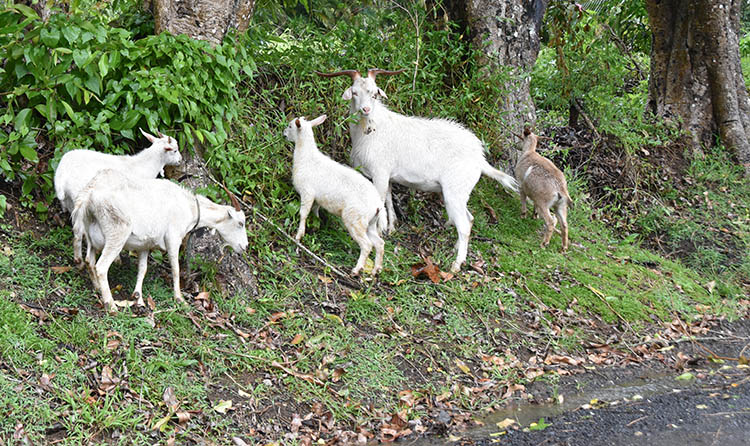 Pet Talk: They’re not ‘acting’ the goat