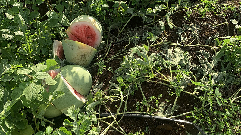 ‘Fruit ninja’ attack destroys watermelons