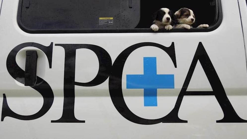 CISPCA makes urgent appeal after puppies found on beach