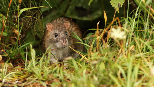 Te Ipukarea Society seeking donations for rat eradication project