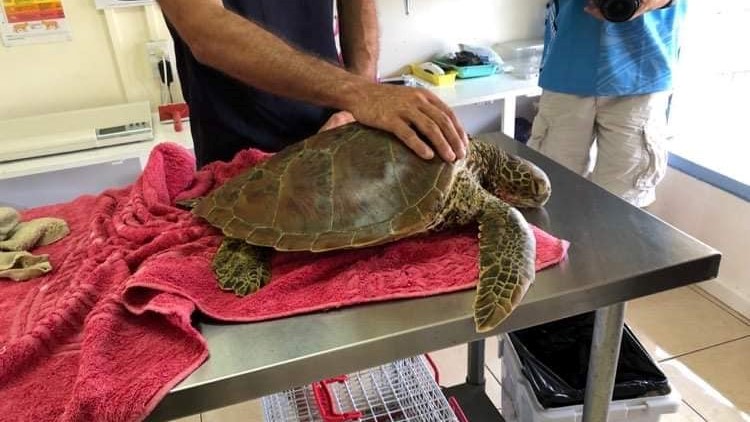 Pacific green sea turtle dies after being rescued