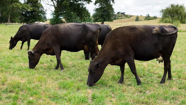 Cool cows a challenge for scientists