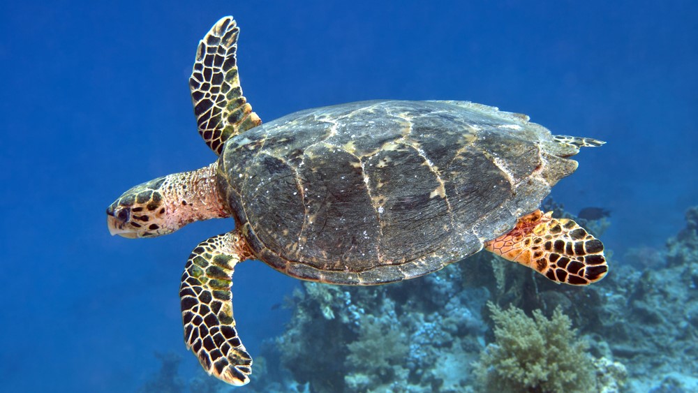 Critically endangered turtle found dead