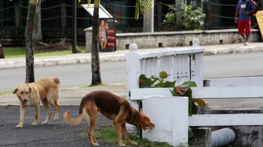 Police target stray and roaming dogs