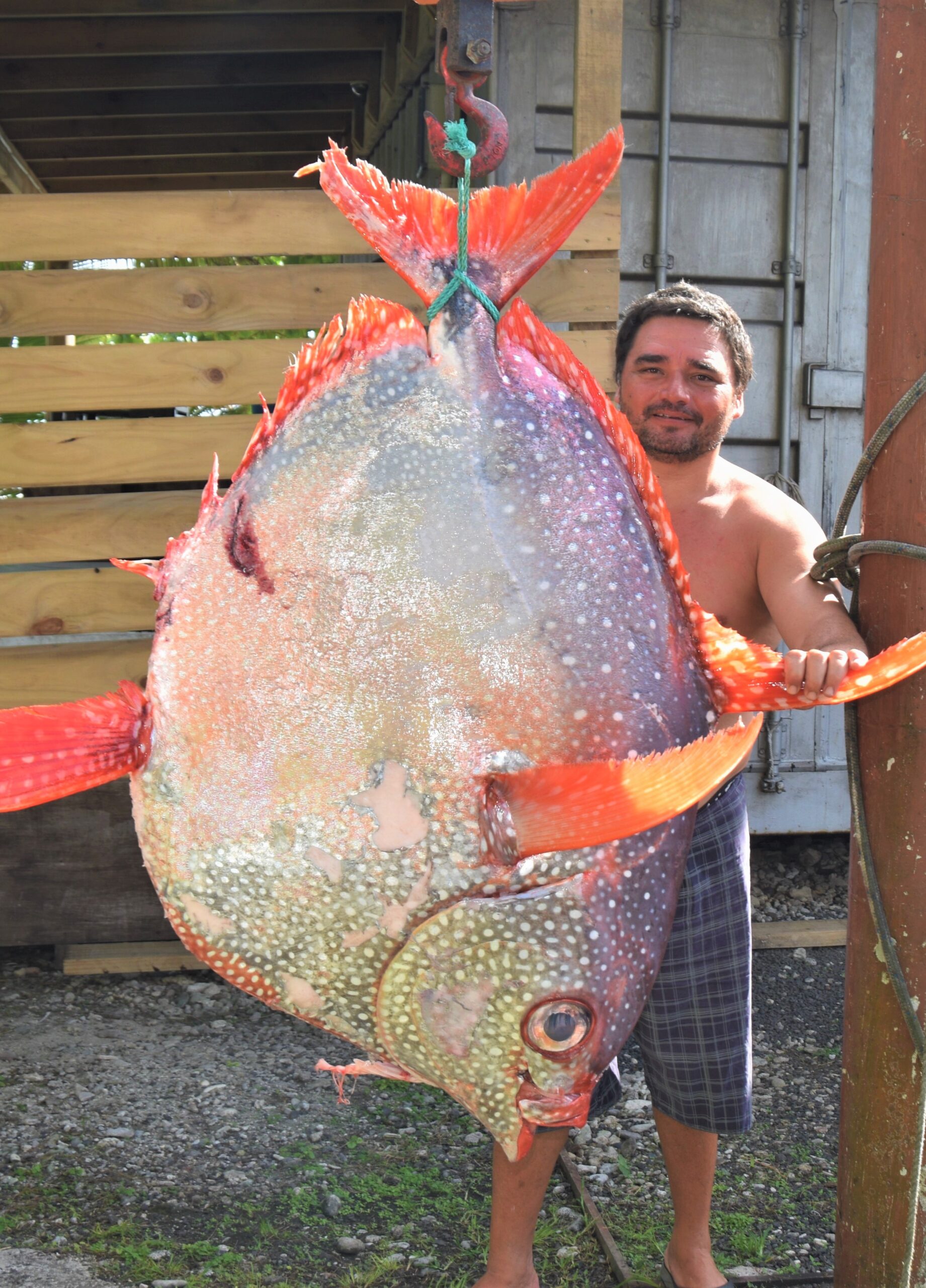 Raro fisherman reels in 63.5kg Opah on a handline
