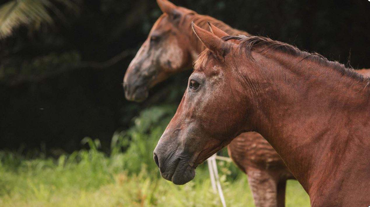 Fundraiser launched for Raro’s remaining horses
