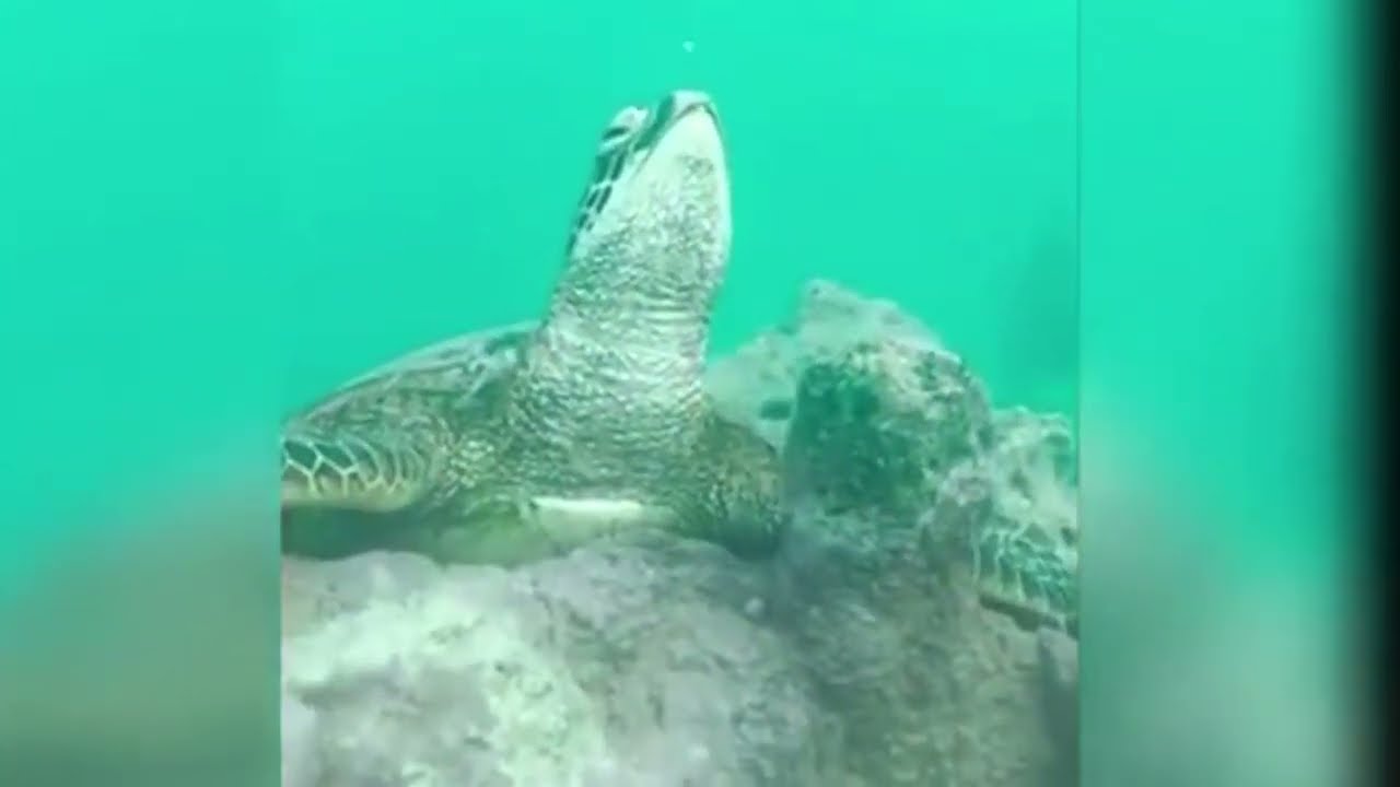Sea Turtle Blows Bubbles Underwater