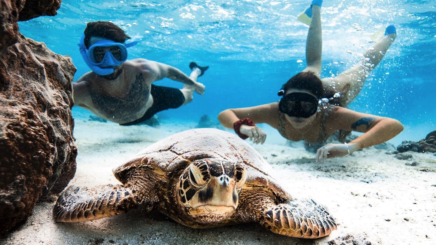 Concerned turtle tour operators await ‘clear mandated guidelines’