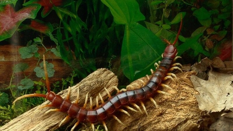 Centipede wanted for Eco Centre