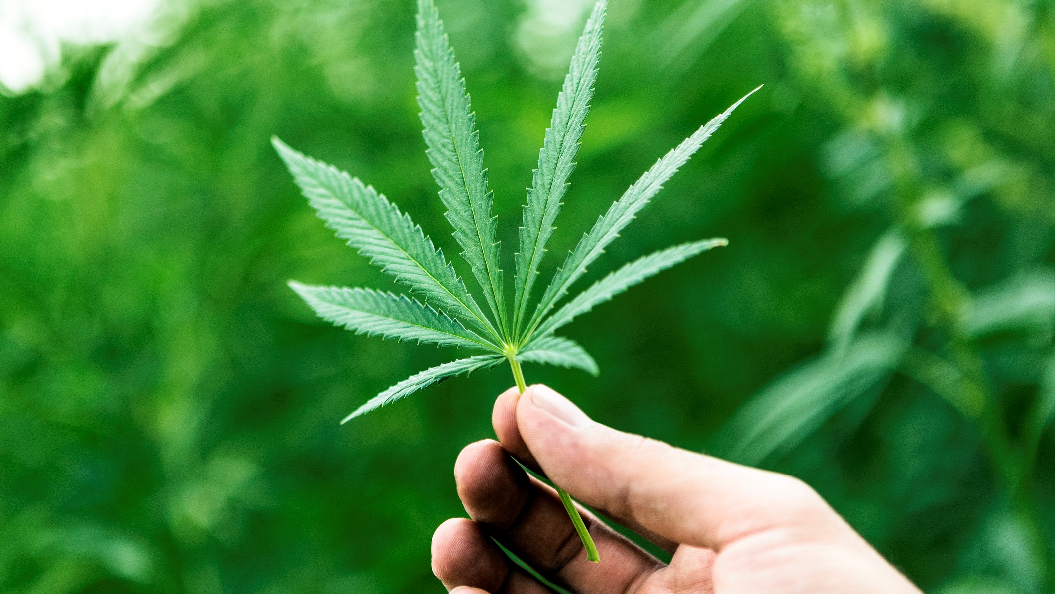 Medicinal cannabis poll result delights