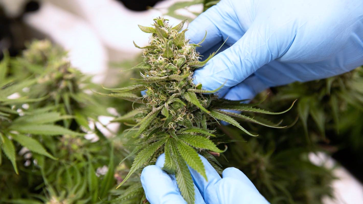 ‘No timeframe’ on proposed  medicinal cannabis regulation
