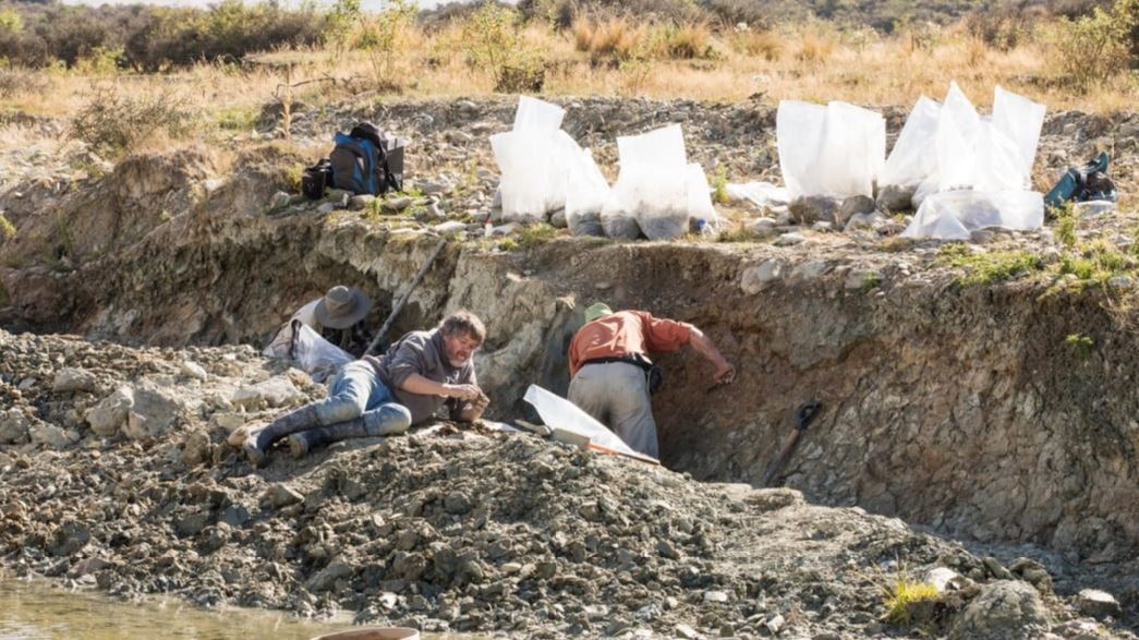 Ancient swan fossil discovered at New Zealand dig site