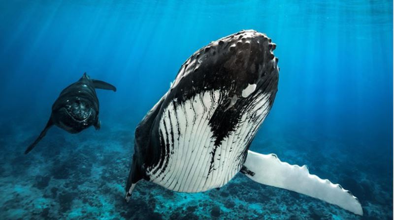 Humpbacks return to Cook Islands for a whale of a time