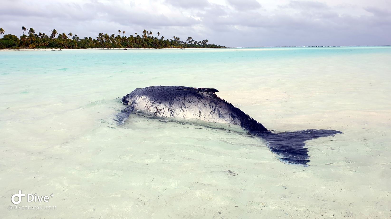 Sad ending to save beached baby whale