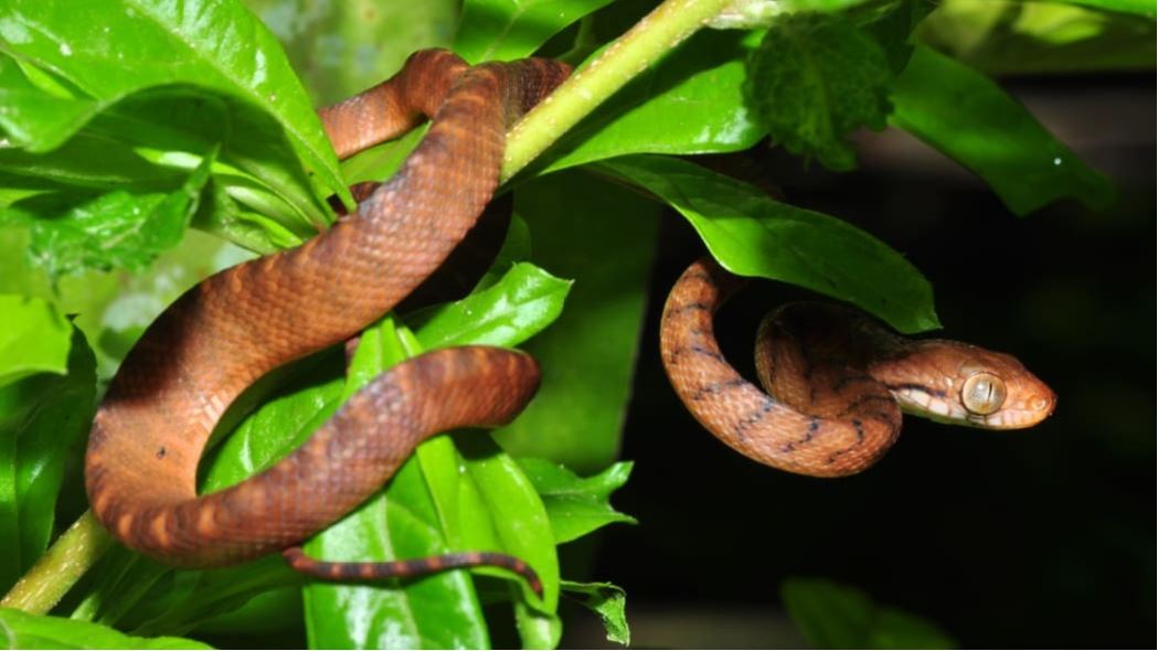 Marianas gets funding to keep snakes out of planes