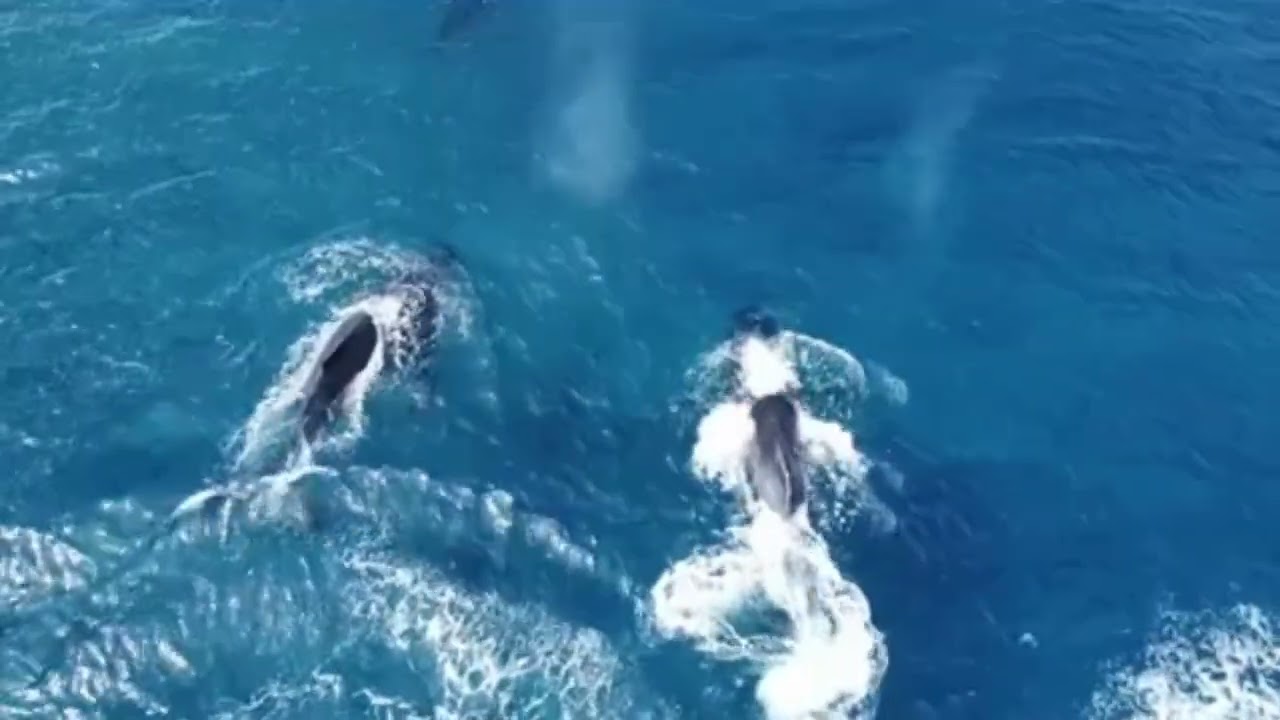 Whales Spotted Off The Coast In Rarotonga