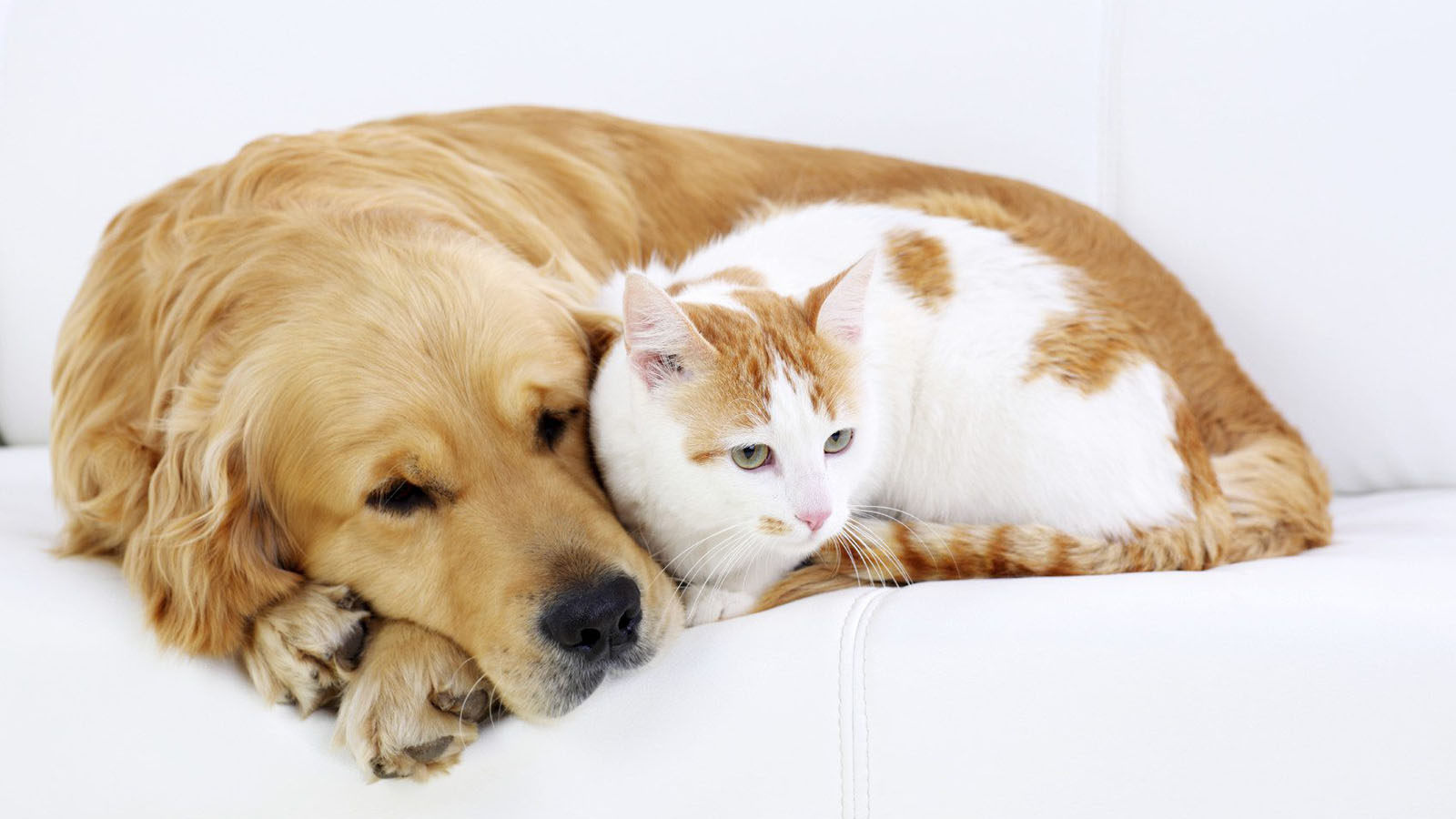 Arthritis in dogs and cats: Recognising signs and symptoms