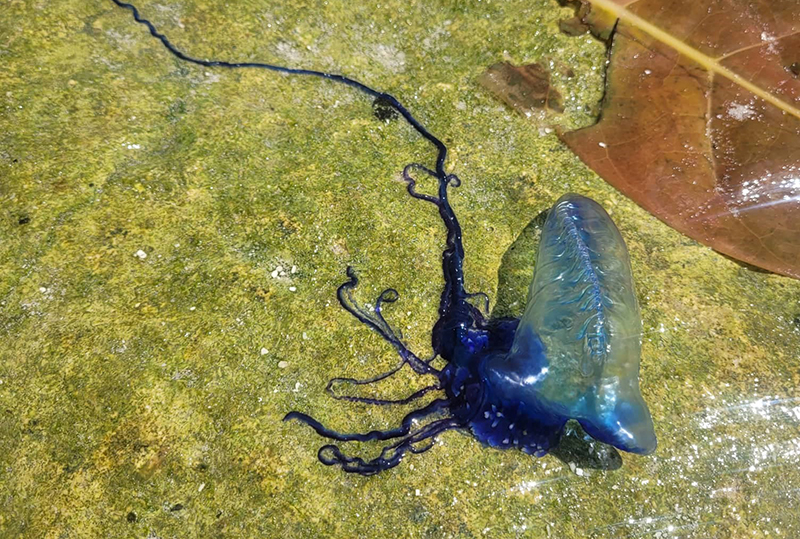 ‘Stinging’ bluebottles invade Rarotonga beaches