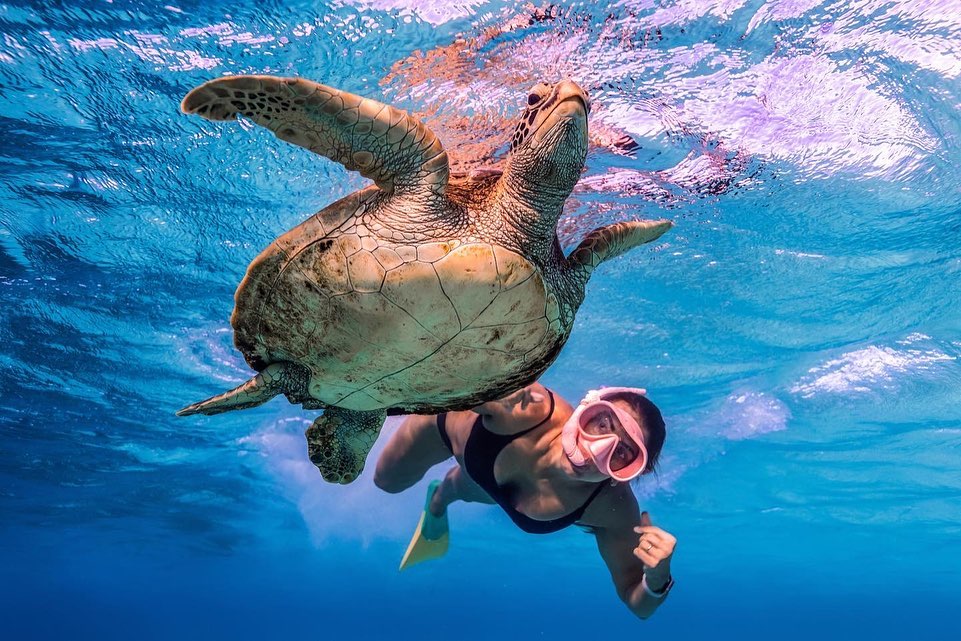Turtle tour guidelines ‘not enough’, says environment group