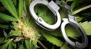 Four jailed following execution of  large cannabis bust on Aitutaki