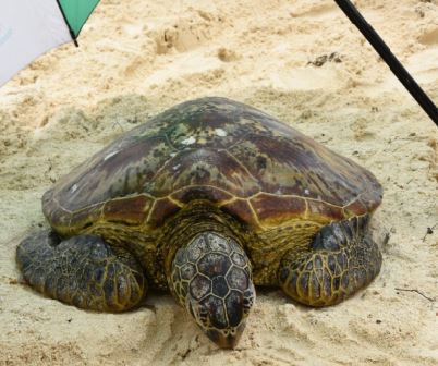 Beached  turtle gets  new lease of life