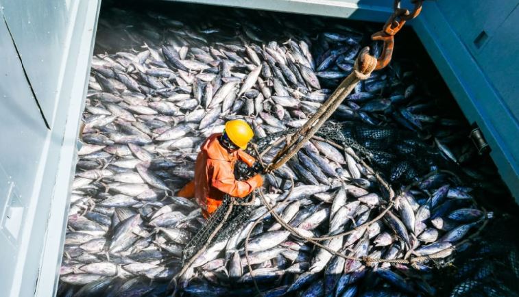 Marine protected areas have  ‘little impact’ on tuna stocks