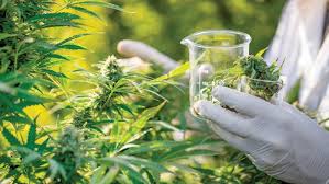 Calls for more leniency on medicinal cannabis