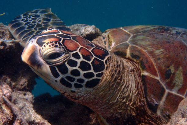 Te Ipukarea Society : Citizen science to assist turtle conservation