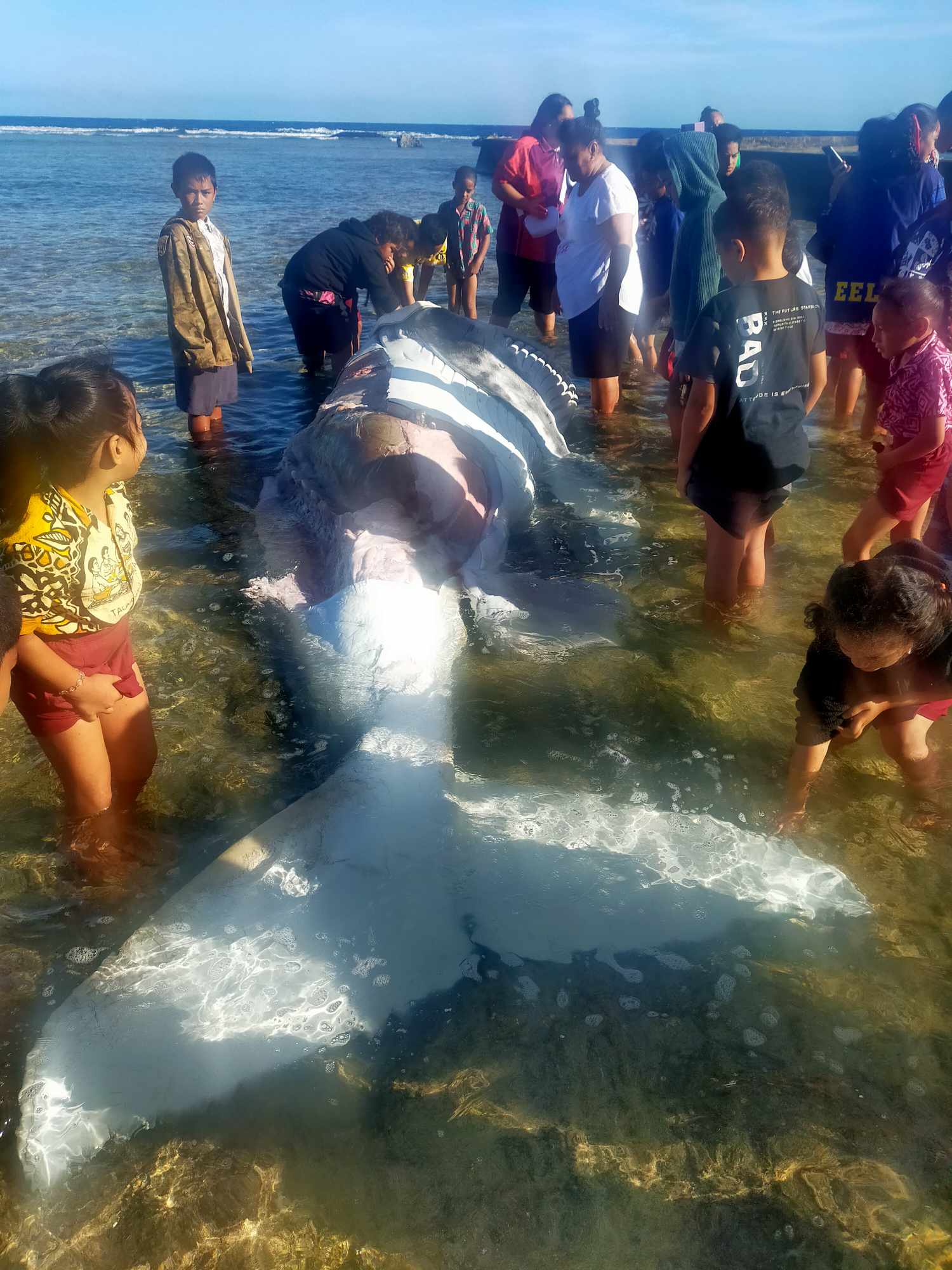 Dead baby whale washes ashore on Mangaia