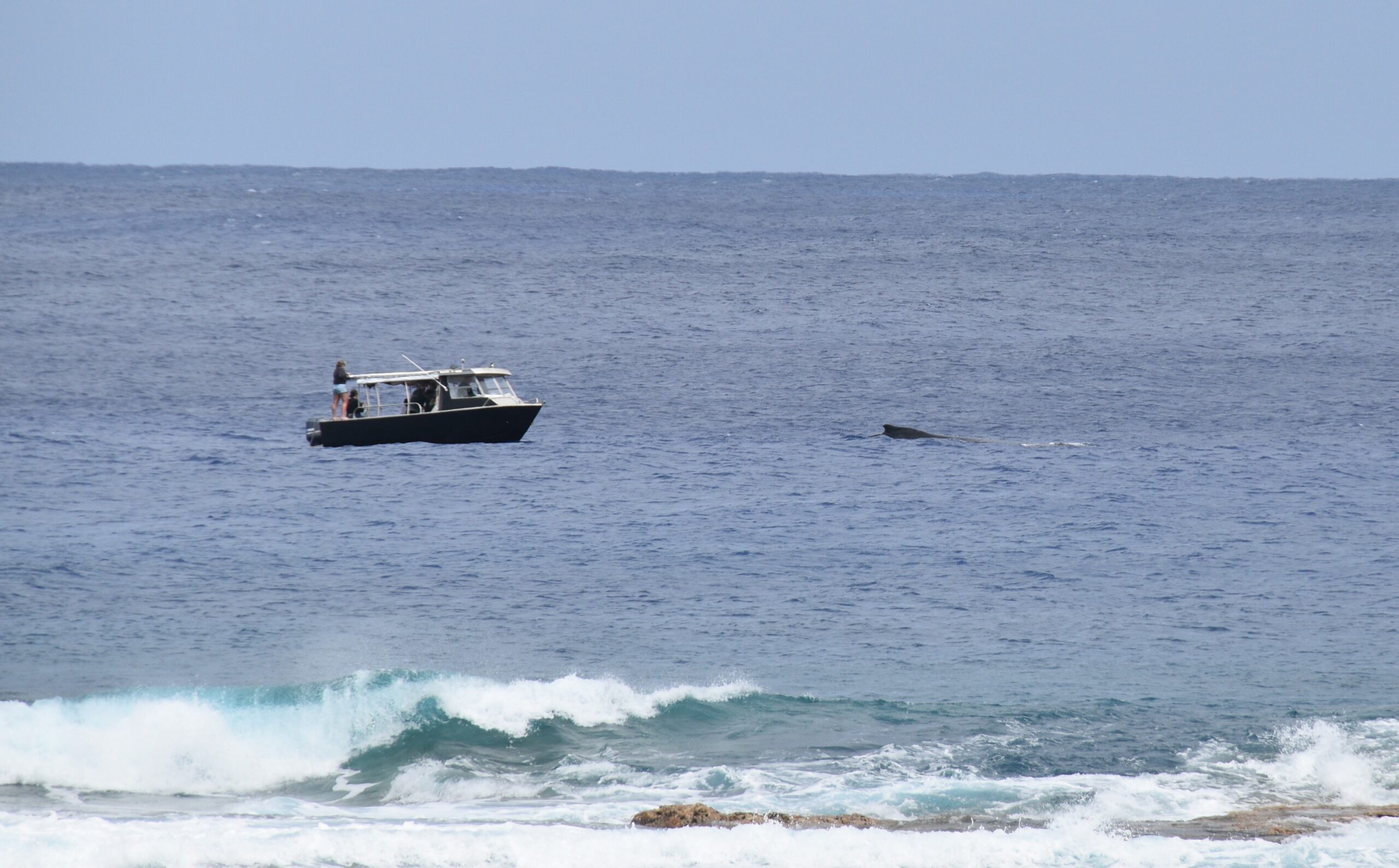 Te Ipukarea Society welcomes legal personhood of whales in international waters