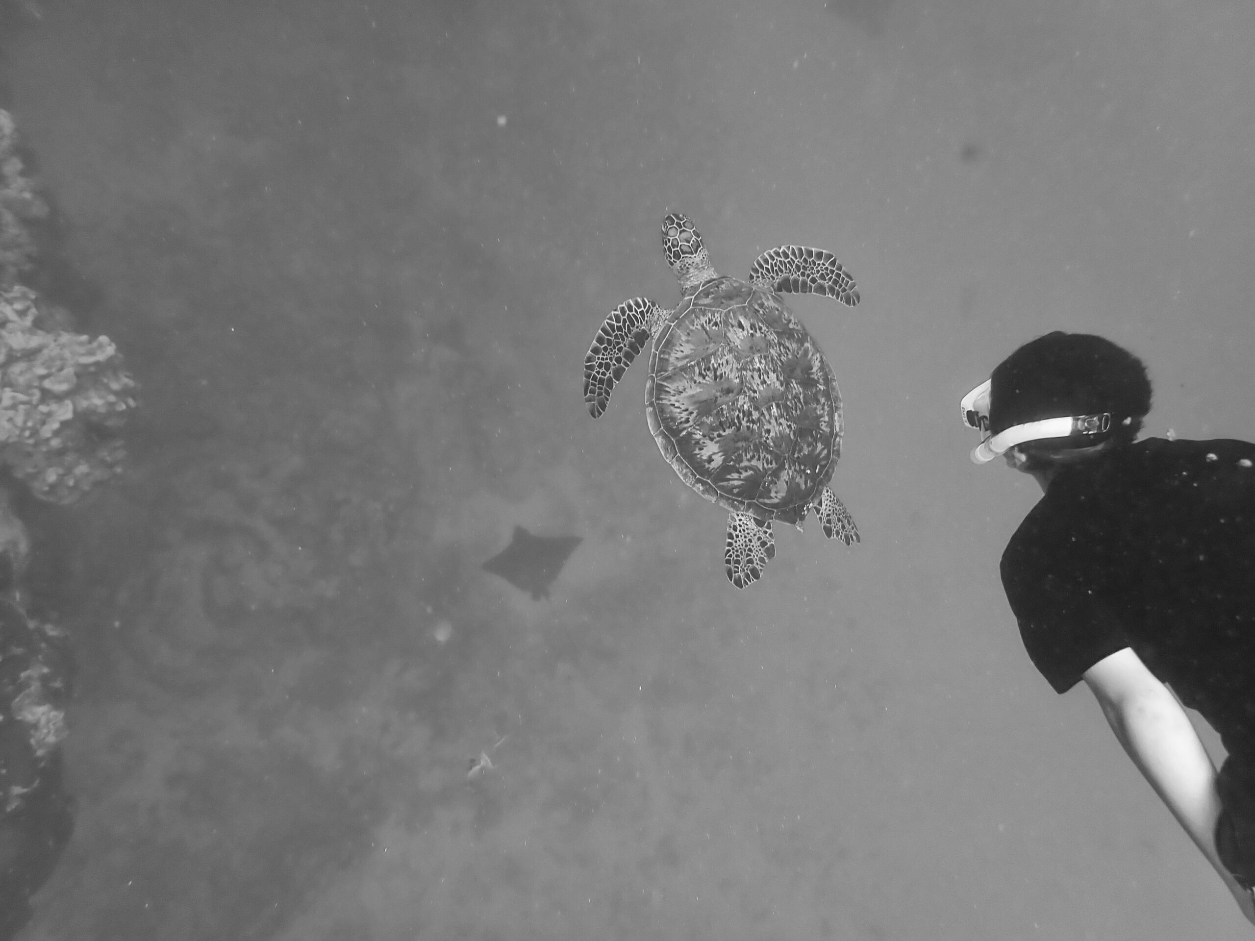 Te Ipukarea Society: Citizen science turtle monitoring continues