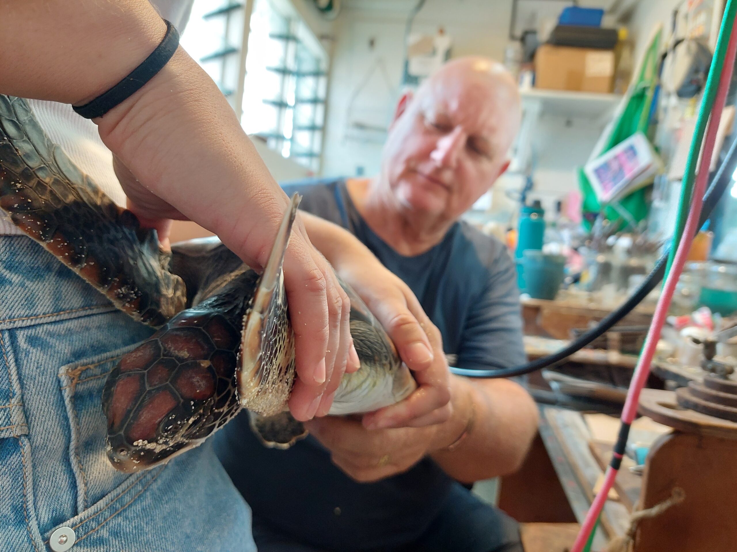 Shell-abration time: Rescued turtles ready to dive back into the wild