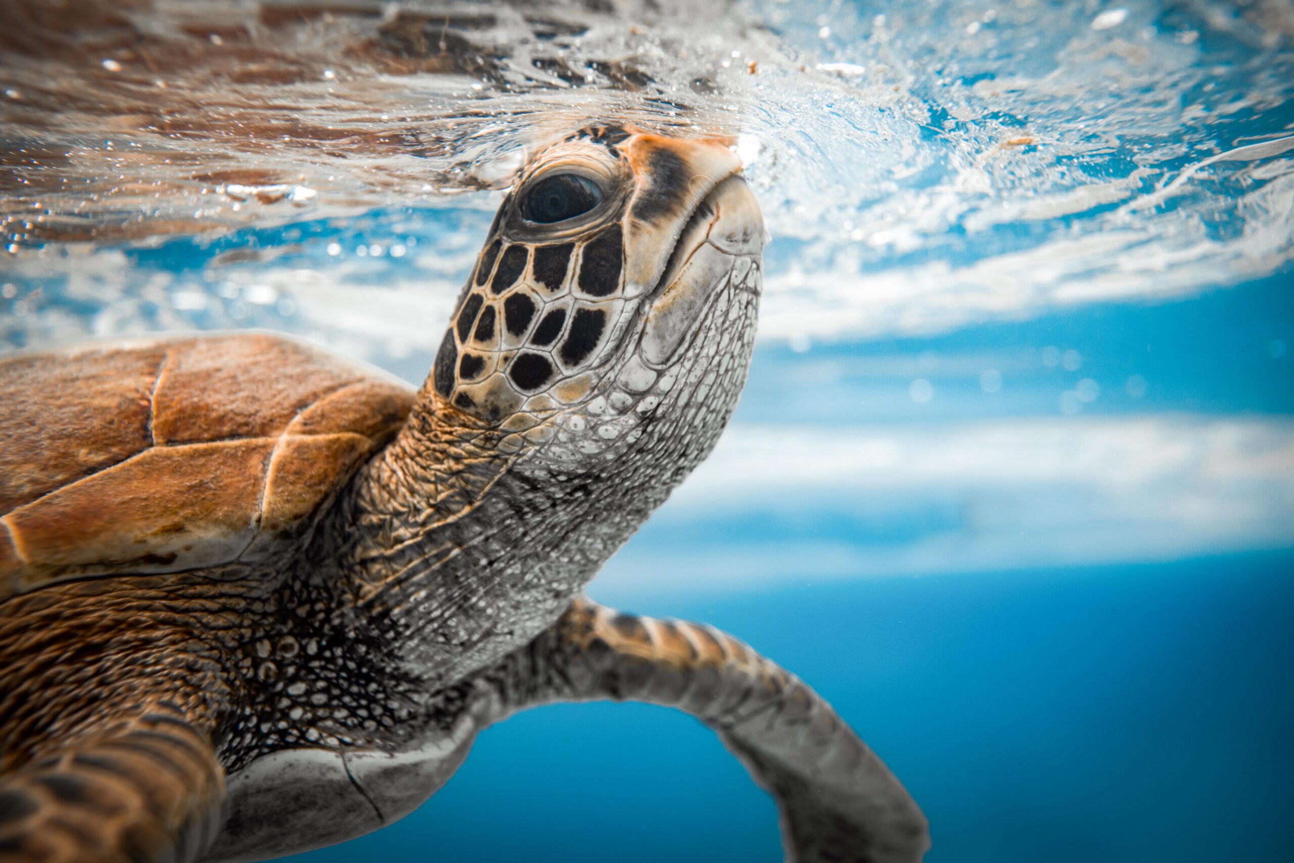 Piho’s turtle photo captures nature prize at Tokyo International Foto Awards