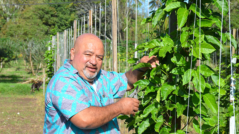 Rarotonga grower raises concerns about produce theft