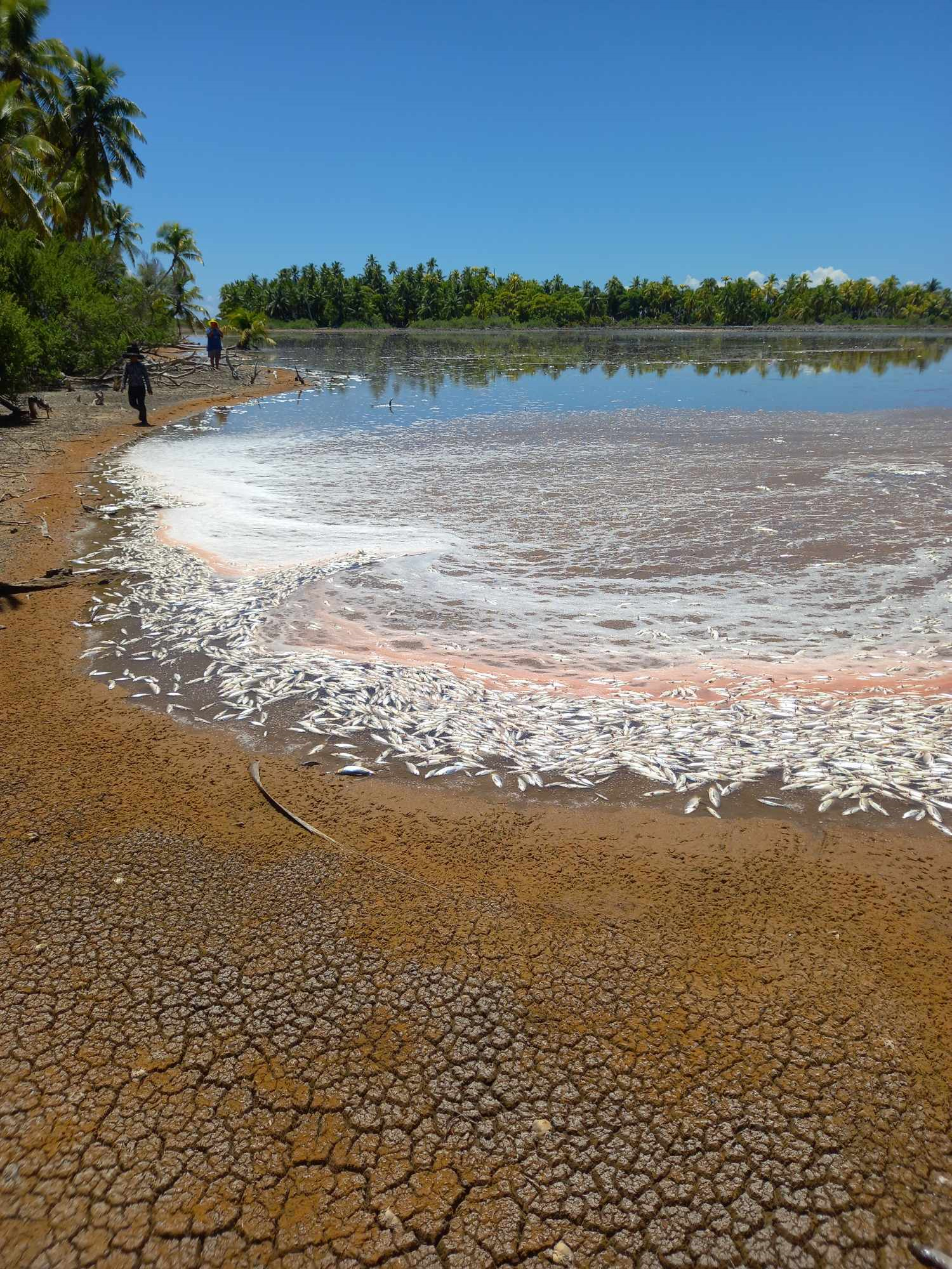 Marine biologist says El Nino may be behind Penrhyn Island fish kill